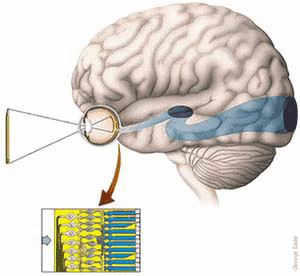 为何神经衰弱患者会头晕头痛